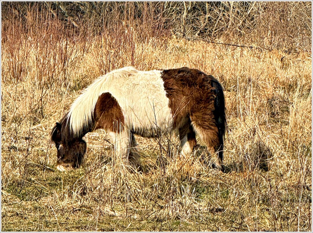 Интересная лошадка. - Валерия Комова