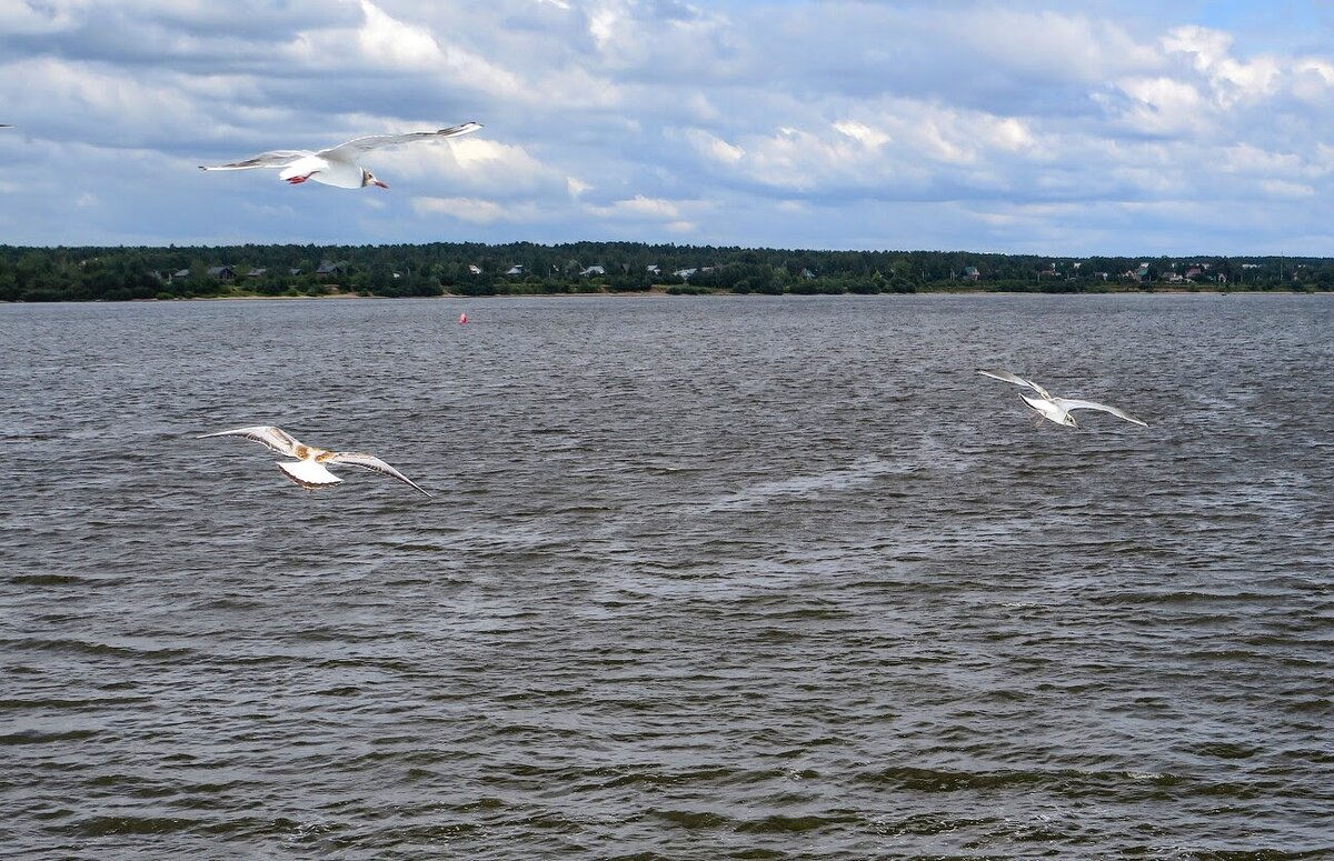 Чайки над водой - Лариса С.