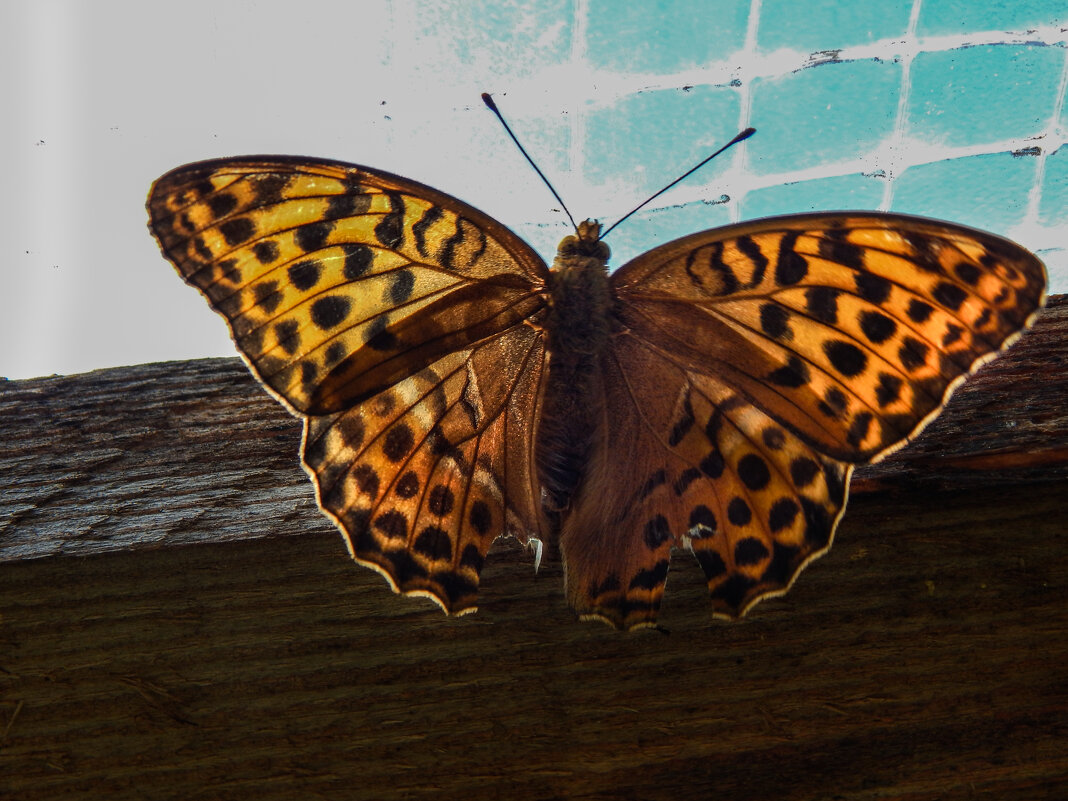 Летняя гостья - Александр Ковальчук