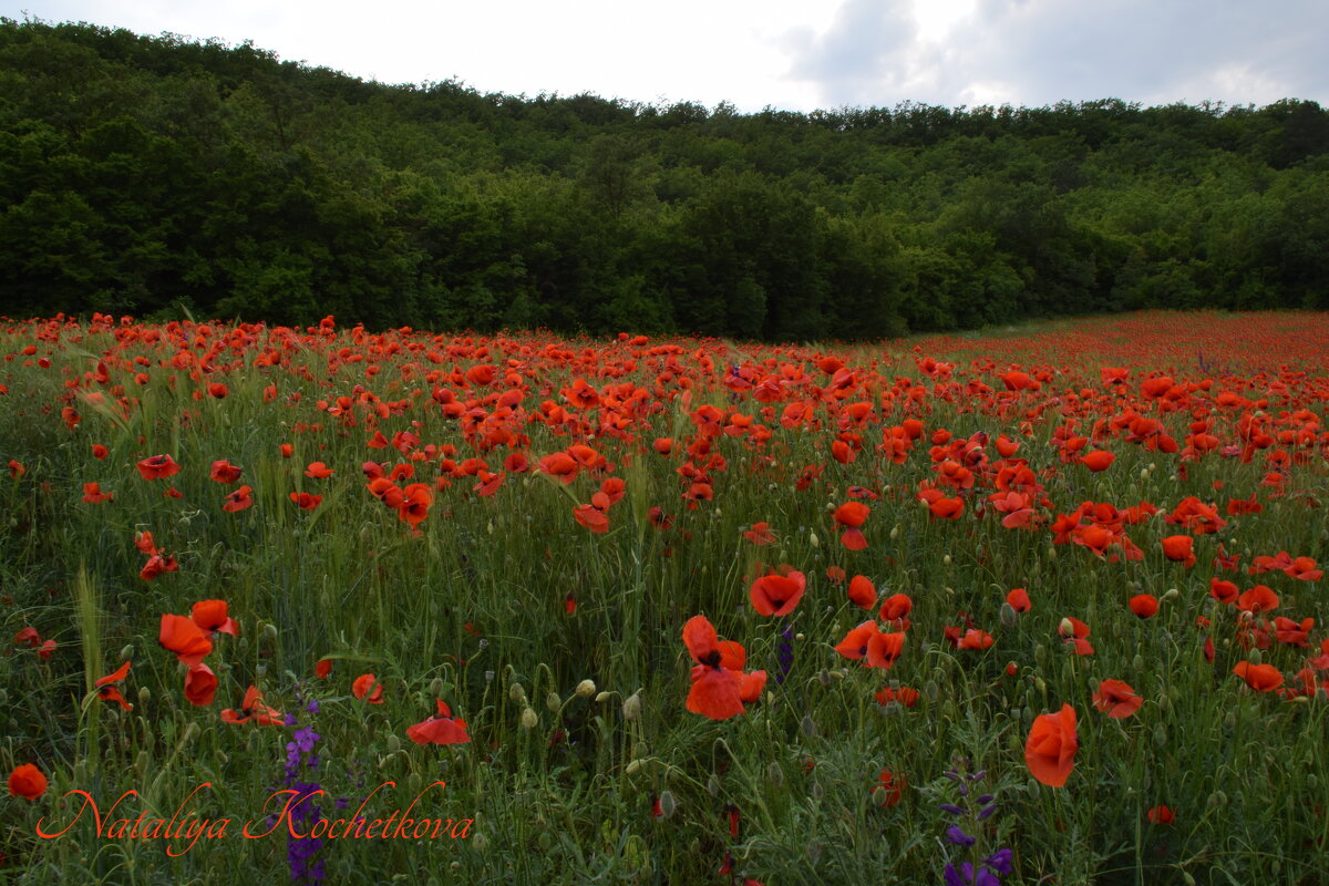 Природа Крыма - Изумительная Космея