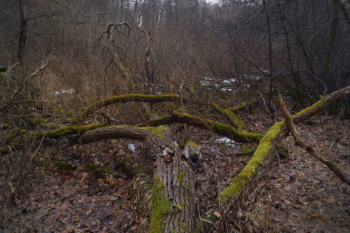 Бурелом. - Константин Белоногов