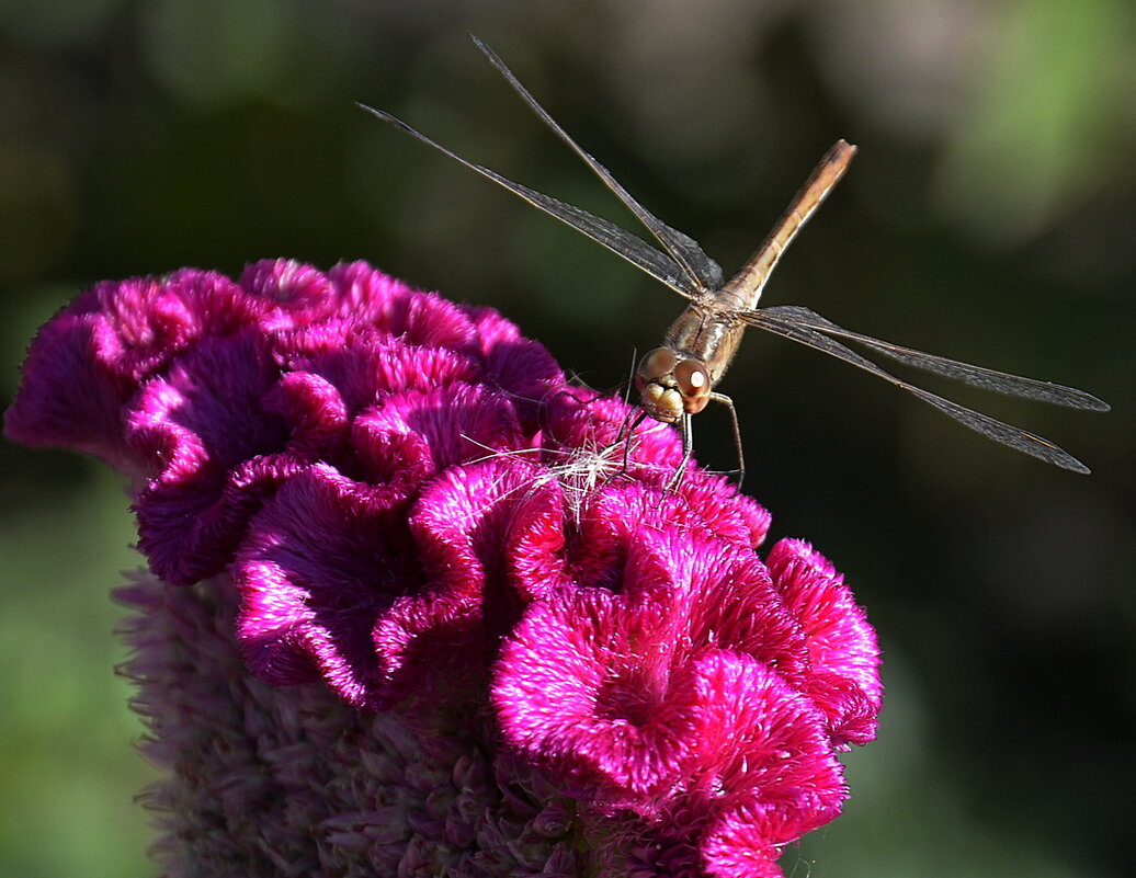 любопытство... - Aleksandr .