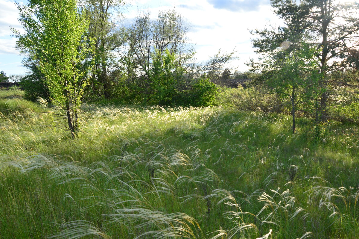 Ковыль. - Виктор 