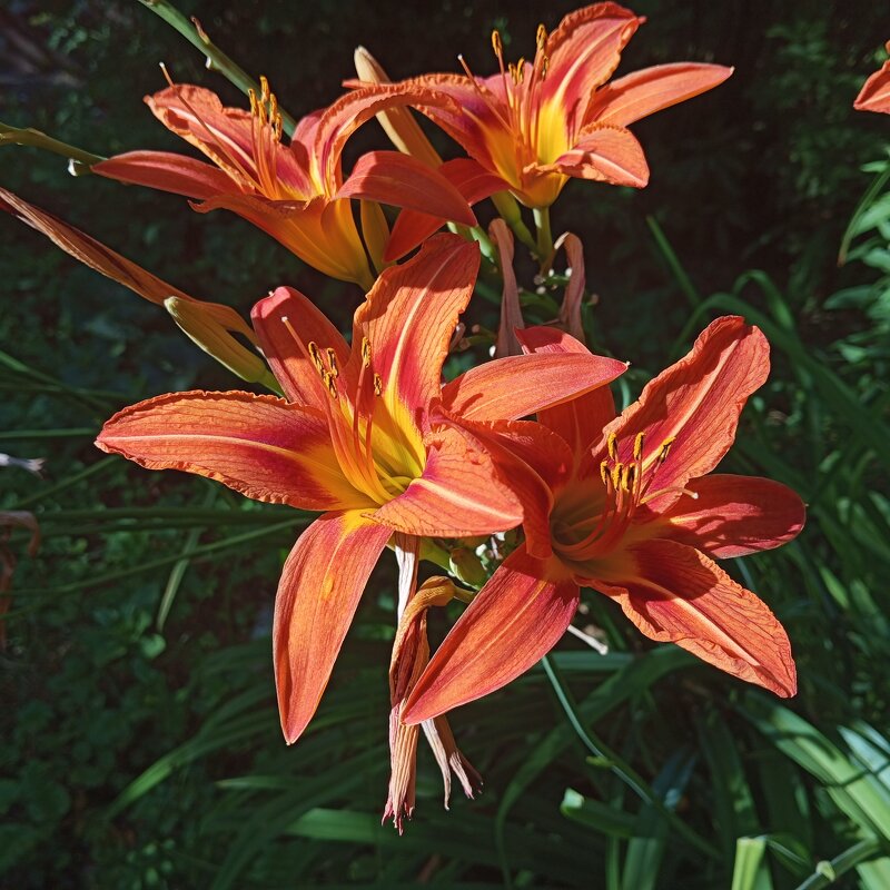 Ли... - Елена Семигина