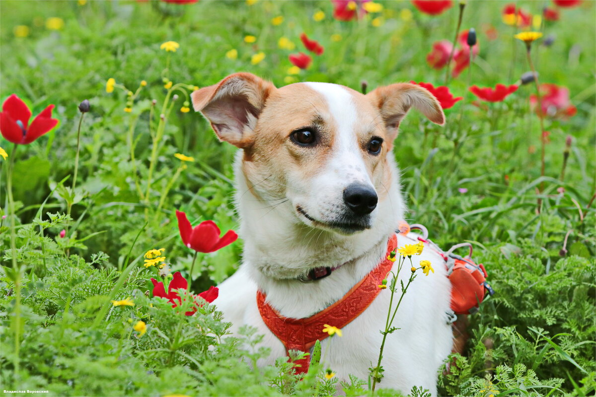 собака на прогулке 2026 - Владислав Воровский 