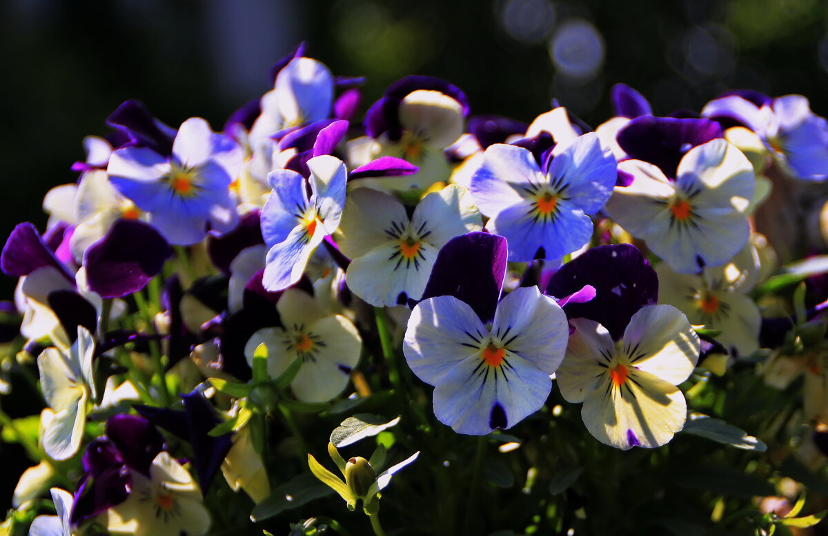 Анютиных глазок чудесный набор ! - Татьян@ Ивановна