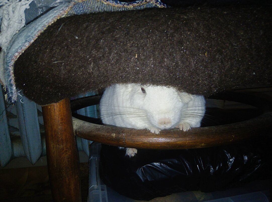 Белка - Сергей Кочнев