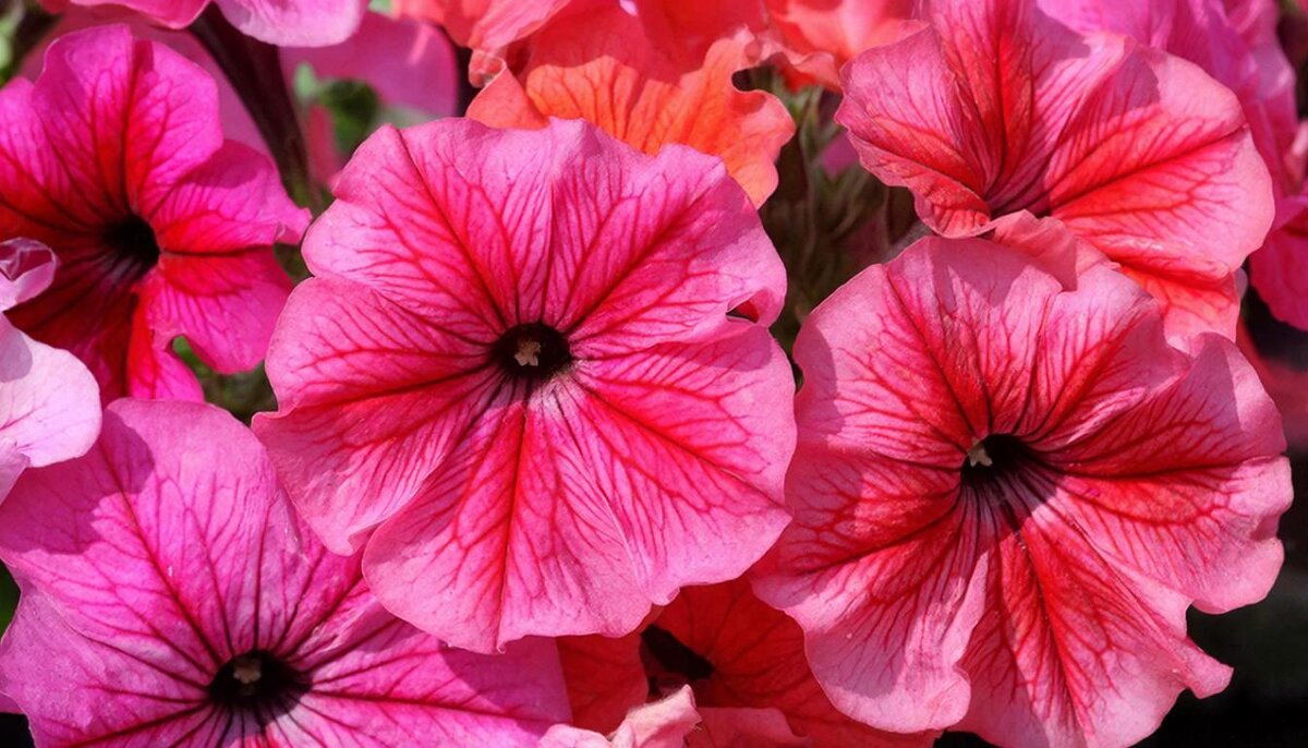 цветы - МАРИЯ ПОПОВА