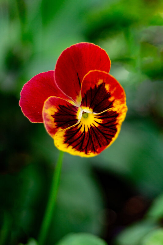 Портрет фиалки - Алексей Бабицын