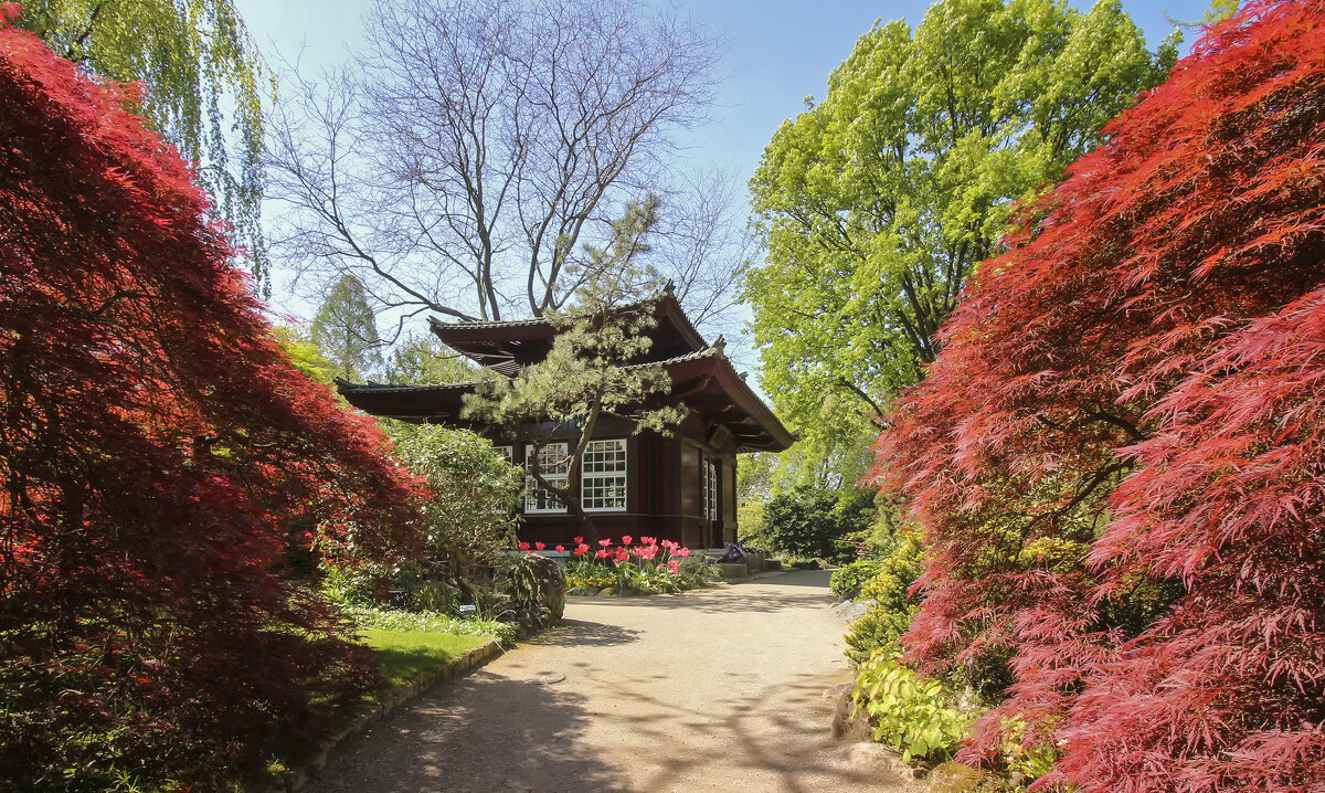 В японском саду - Андроник Александр 