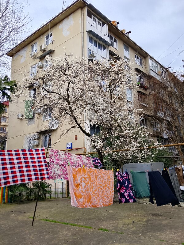 Цветение алычи. Март - Tata Wolf