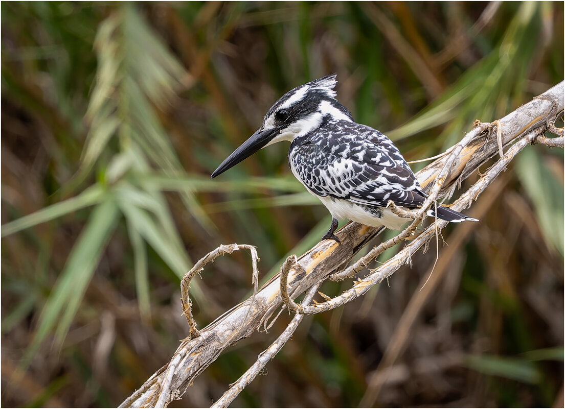 Mалый пегий зимородок (лат. Ceryle rudis). - Александр Григорьев