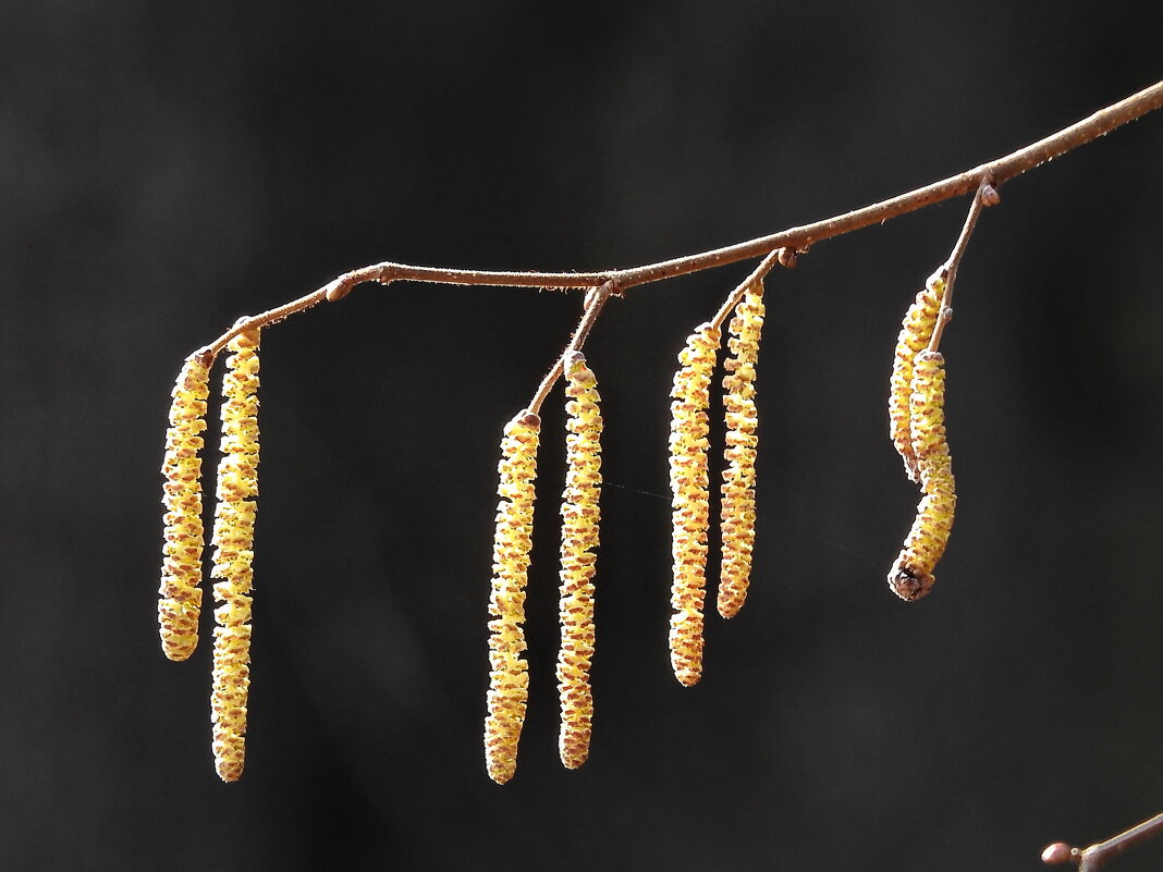 весна - ИННА ПОРОХОВА