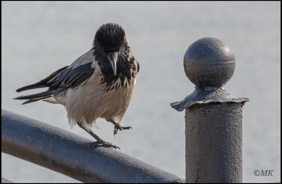 А я иду, шагаю, по Москве. - Михаил Кобзев