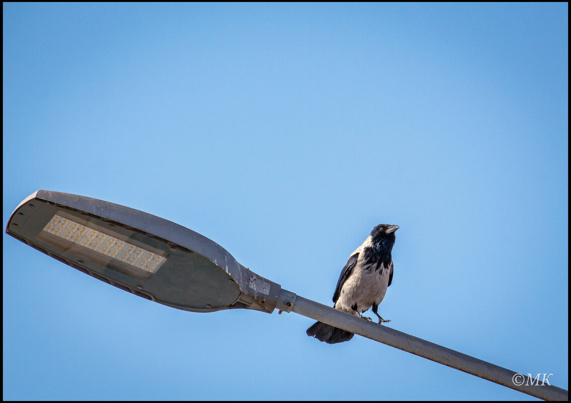 Фонарийный - Михаил Кобзев