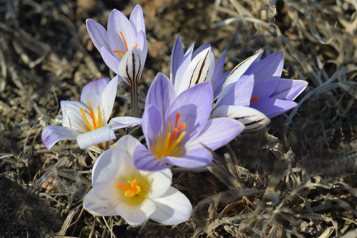 Шафран - Надежда Куркина 