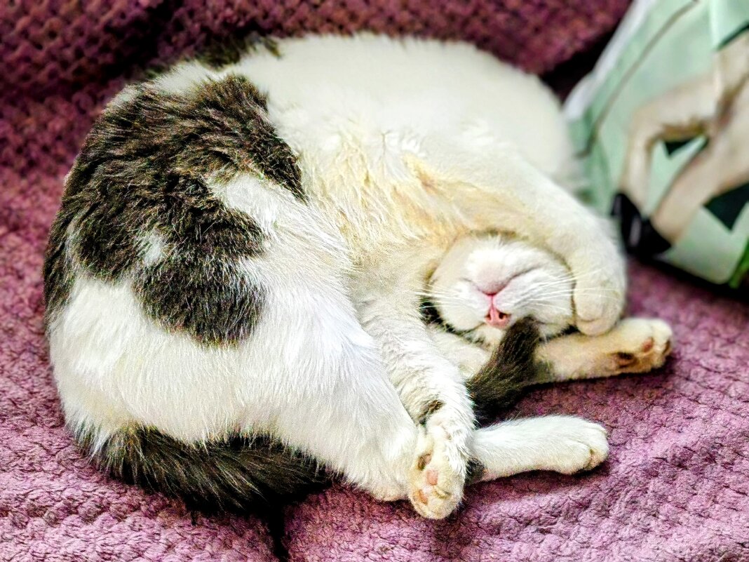 Сон. - Михаил Столяров