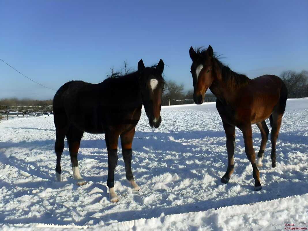 Вместе веселее. - Елена Сухорученкова