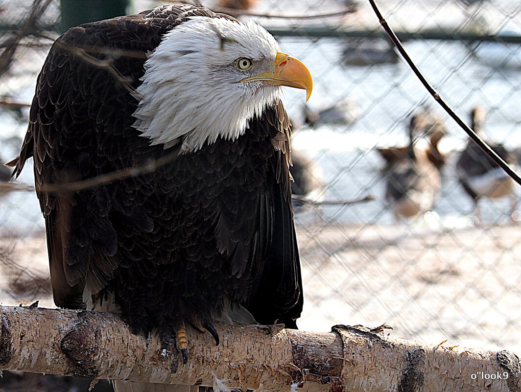 редкие птицы - Олег Лукьянов