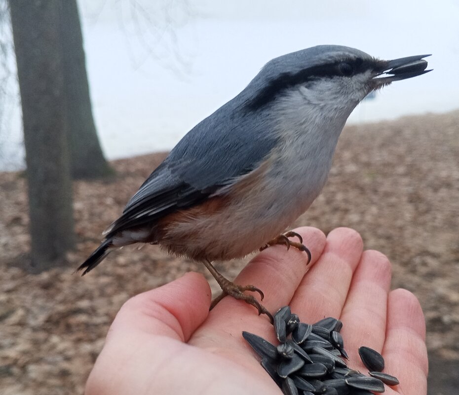 Поползень - Сапсан 