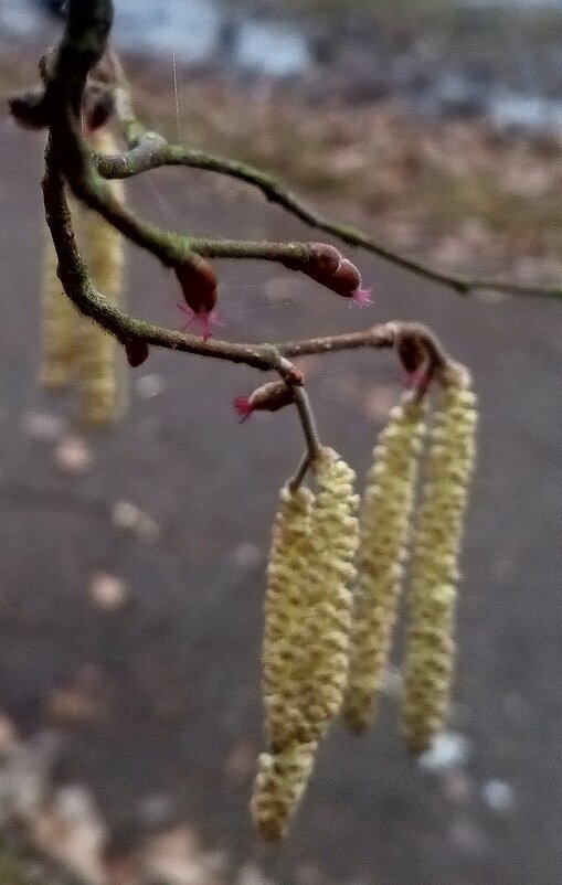 Орешник - Сапсан 