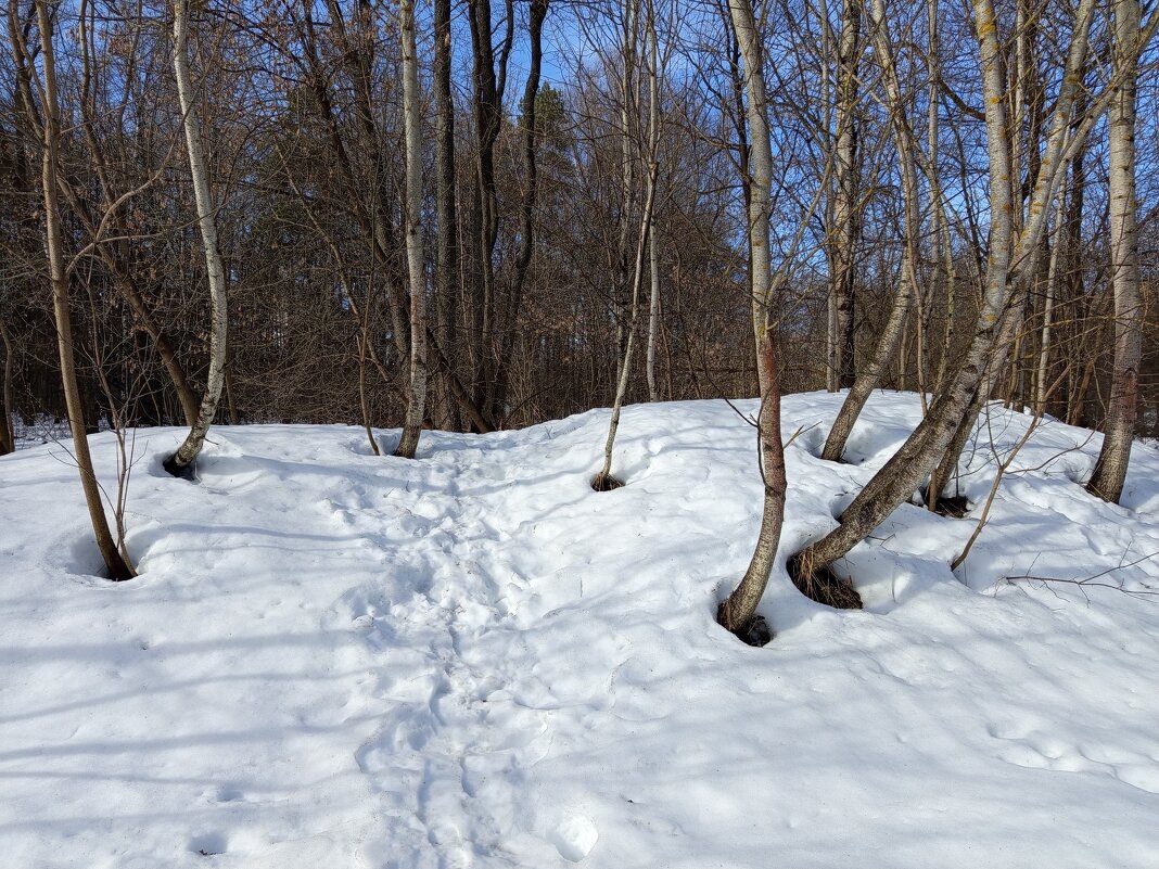 Измайловский парк в марте - Андрей Лукьянов
