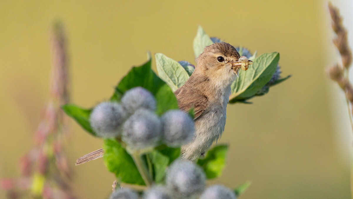 Камышовка - Владимир Лазарев