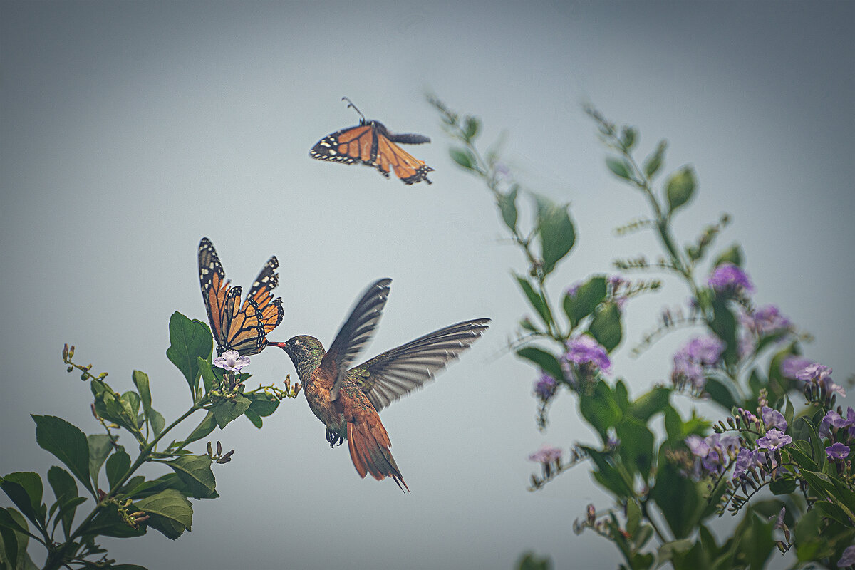 Колибри и бабочки: битва за нектар! - Svetlana Galvez