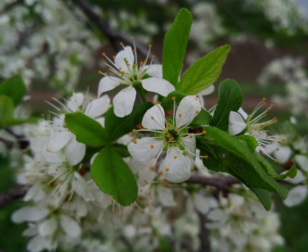май - Елена Шаламова