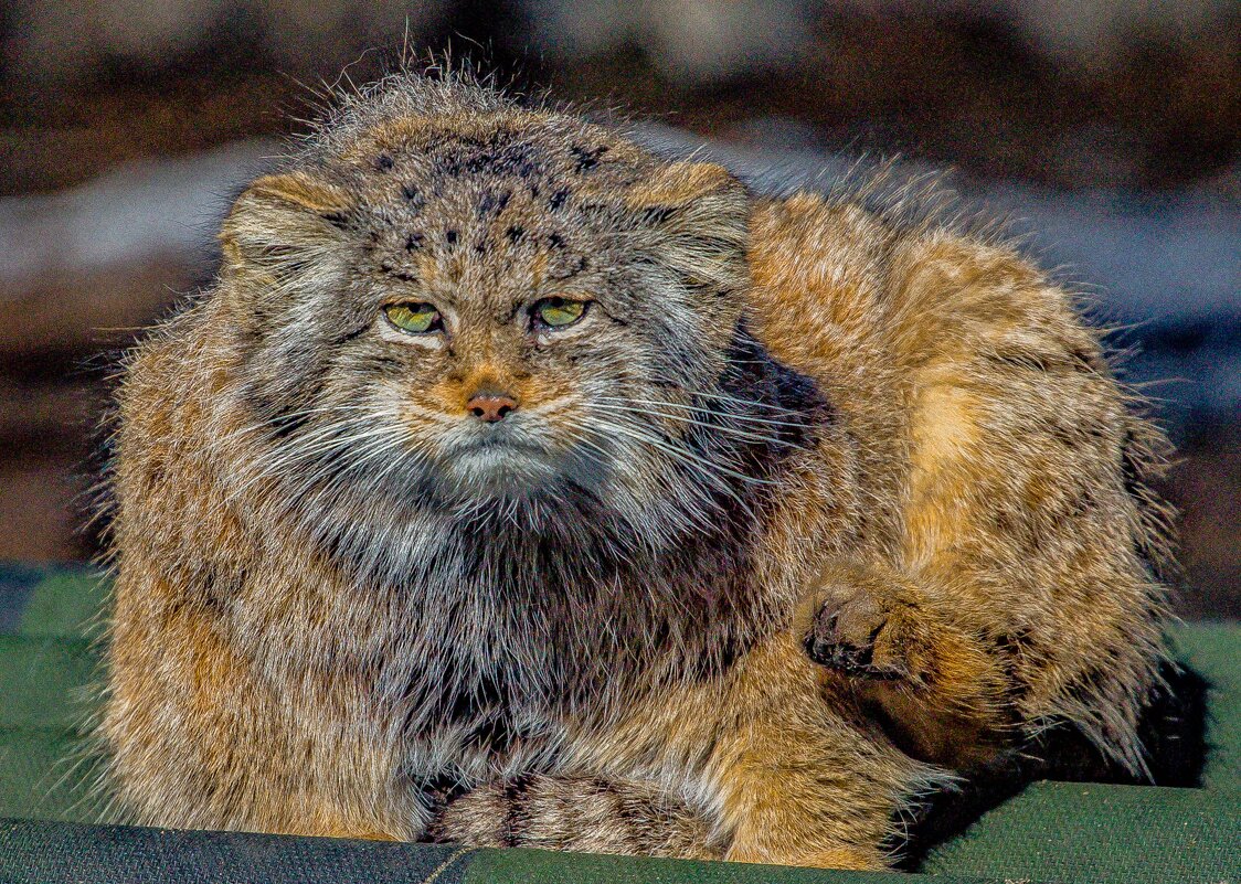 МАНУЛ - Аркадий Лаптенко