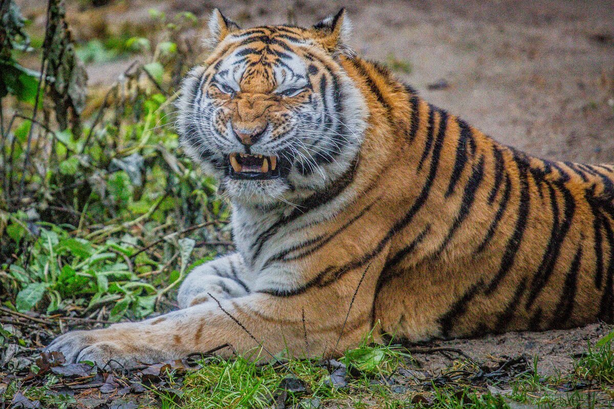 уйди, не раздражай! - Аркадий Лаптенко