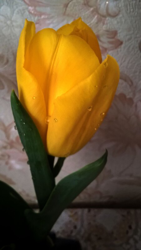 Тюльпан - Елена Семигина