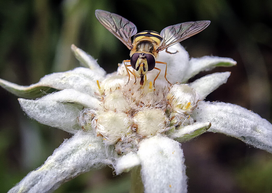 **** - Андроник Александр 