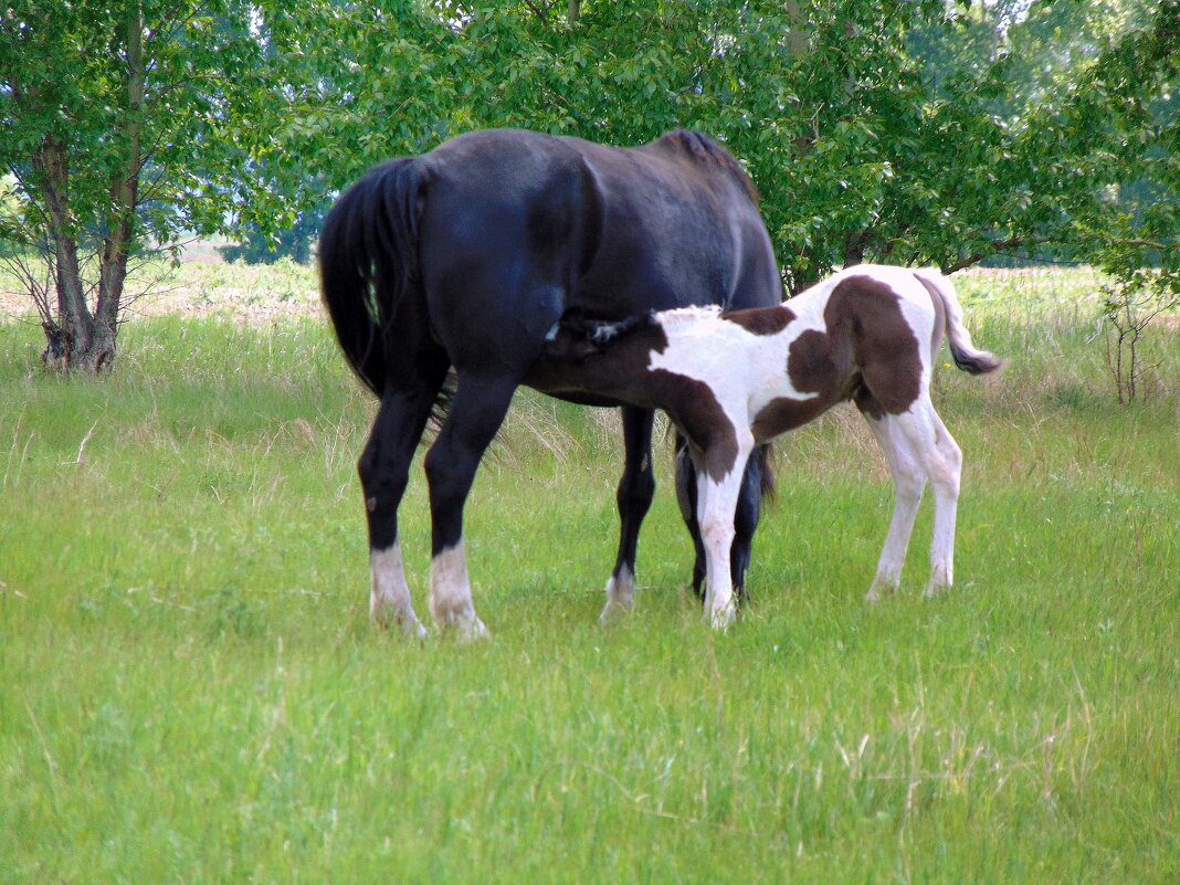 Переработка травы в молоко. - nadyasilyuk Вознюк