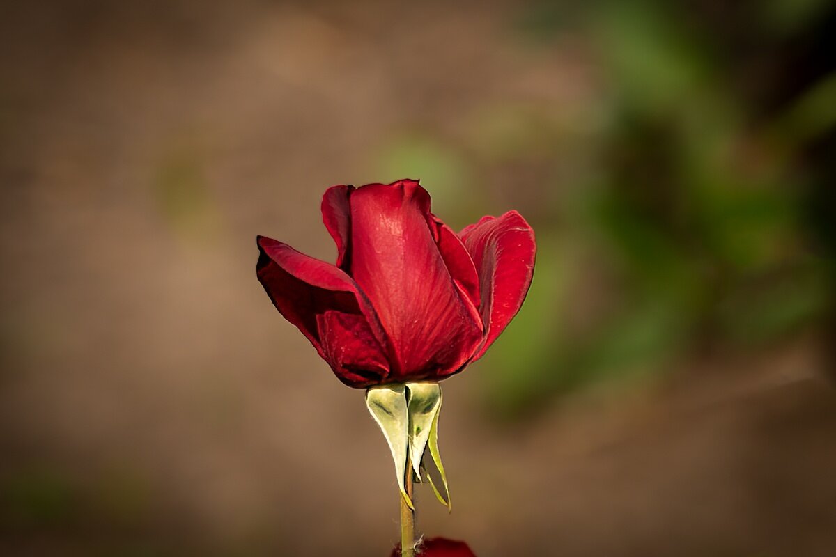 Роза - Игорь Сикорский