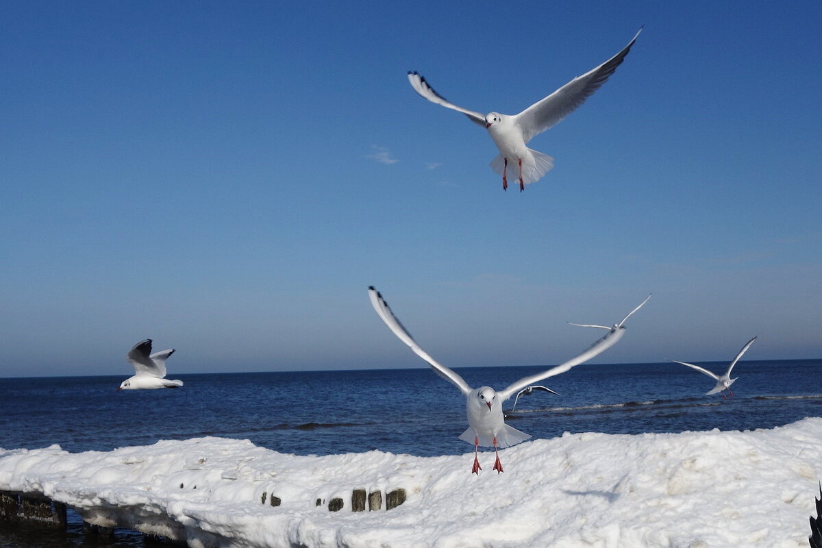 Чайки на море - Рита Симонова