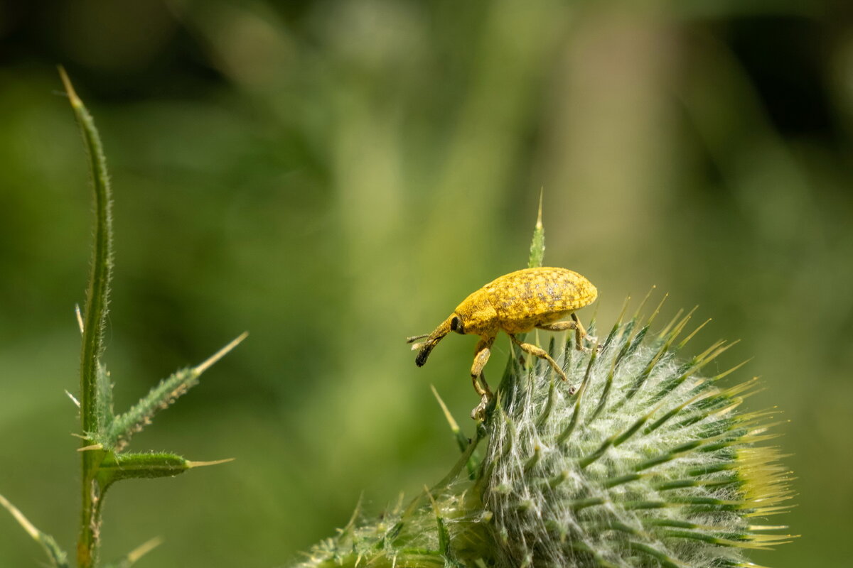 Про долгоносика... - Николай Гирш