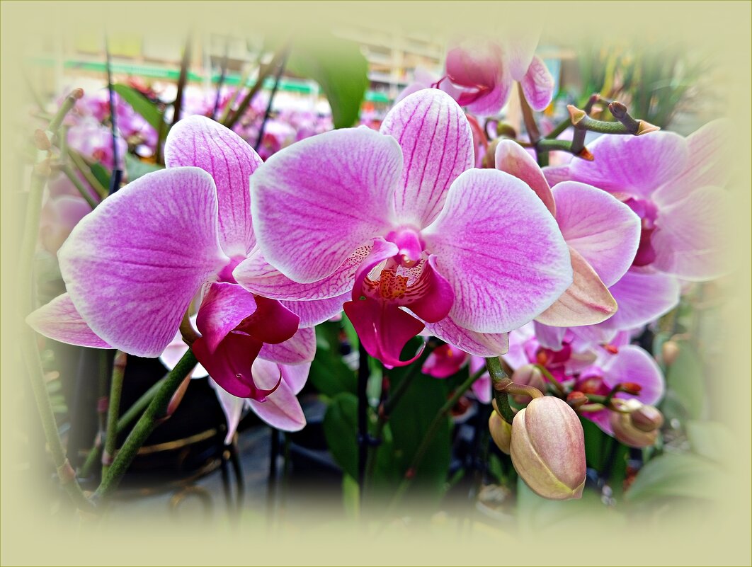Фаленопсисы. - Валерия Комова