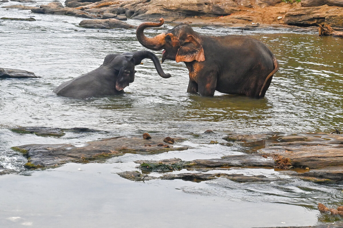 Шри-Ланка. Из жизни слоников... - Александр Беляков