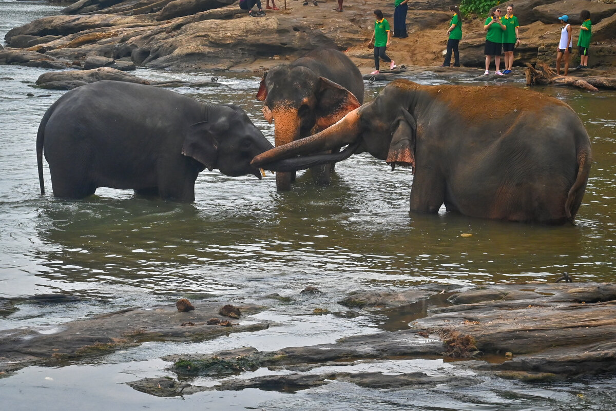 Шри-Ланка. Из жизни слоников... Сообразили на троих... - Александр Беляков