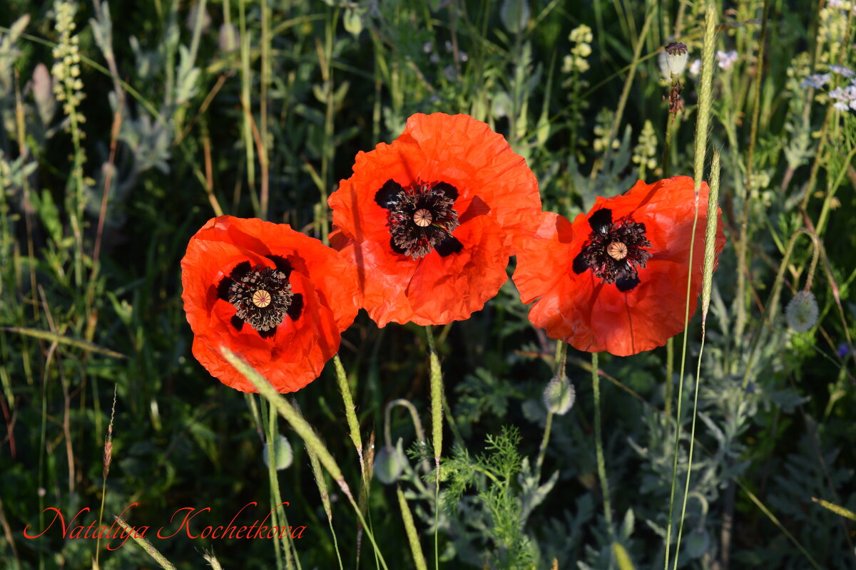 Природа Крыма - Изумительная Космея