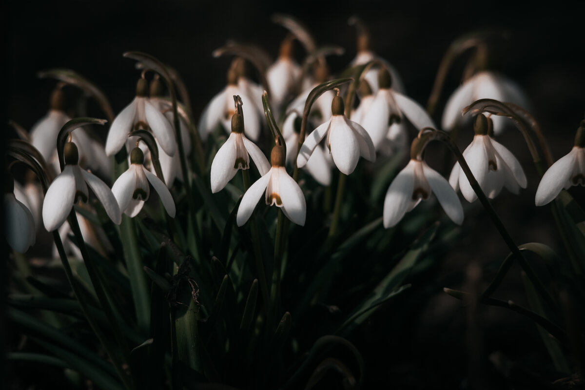 Вестники весны - Игорь Шевченко