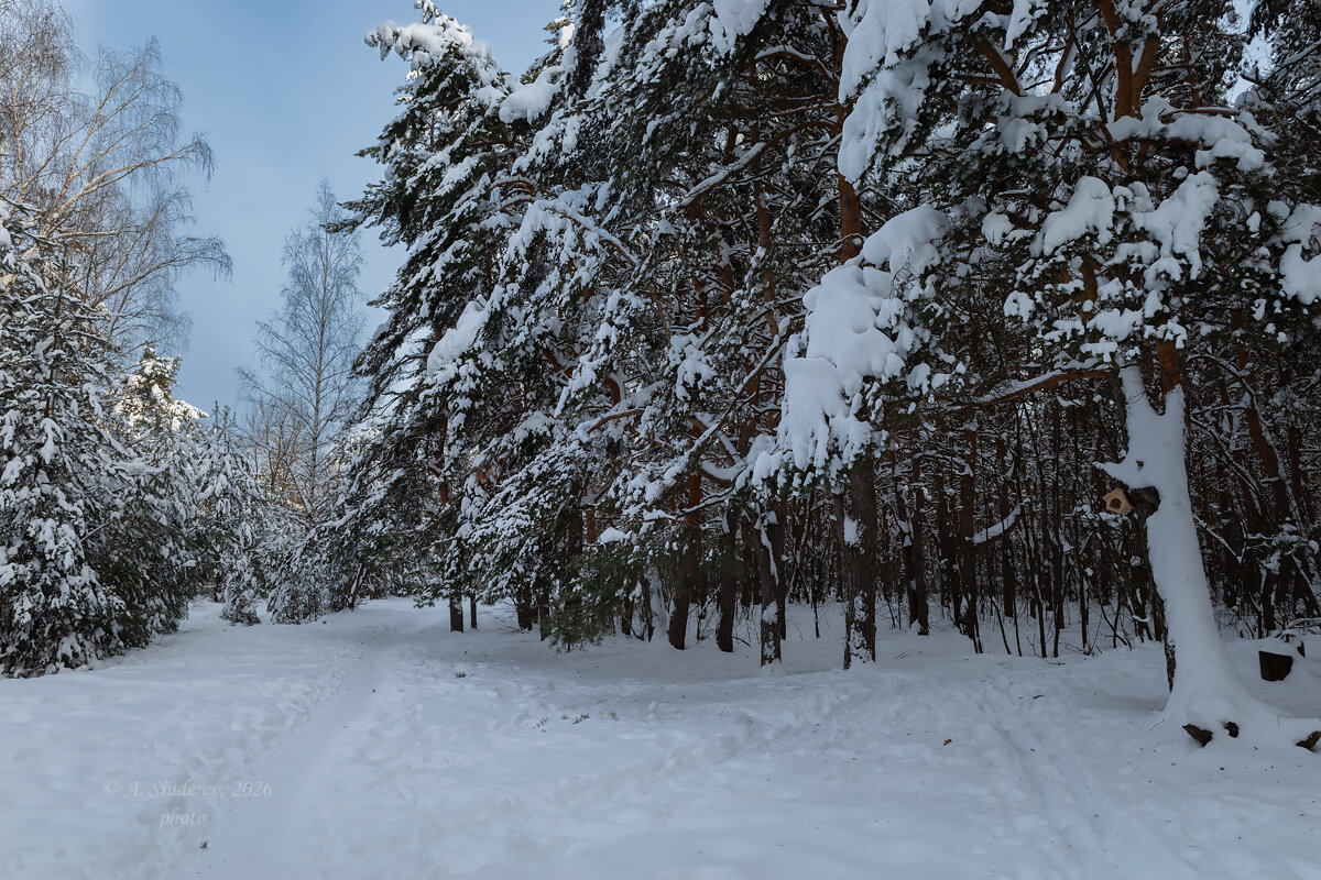 Зимний лес - Александр Синдерёв