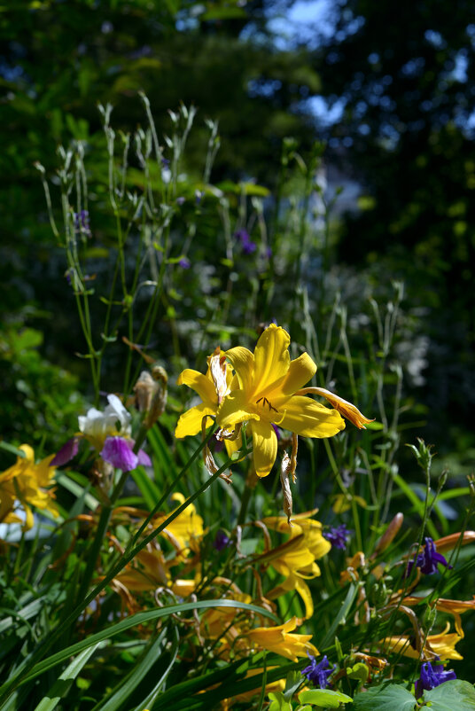 *** - Константин Белоногов