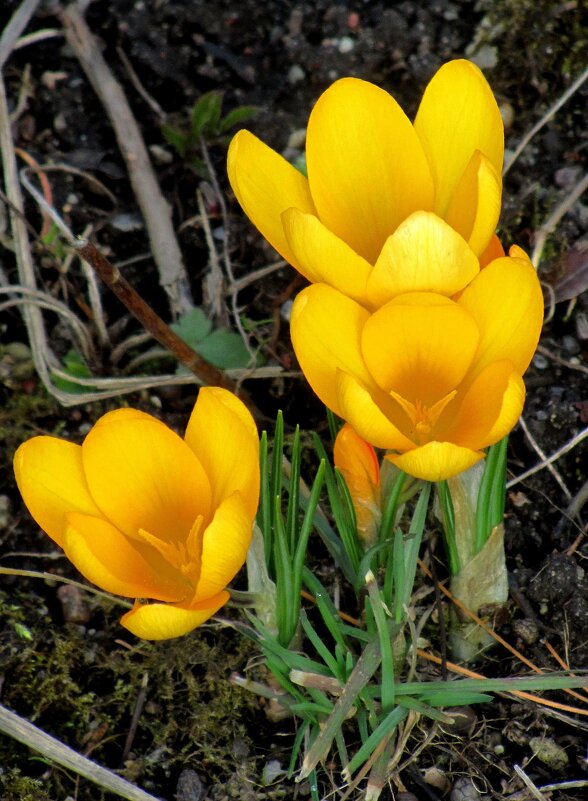 Три грации - Сергей Карачин