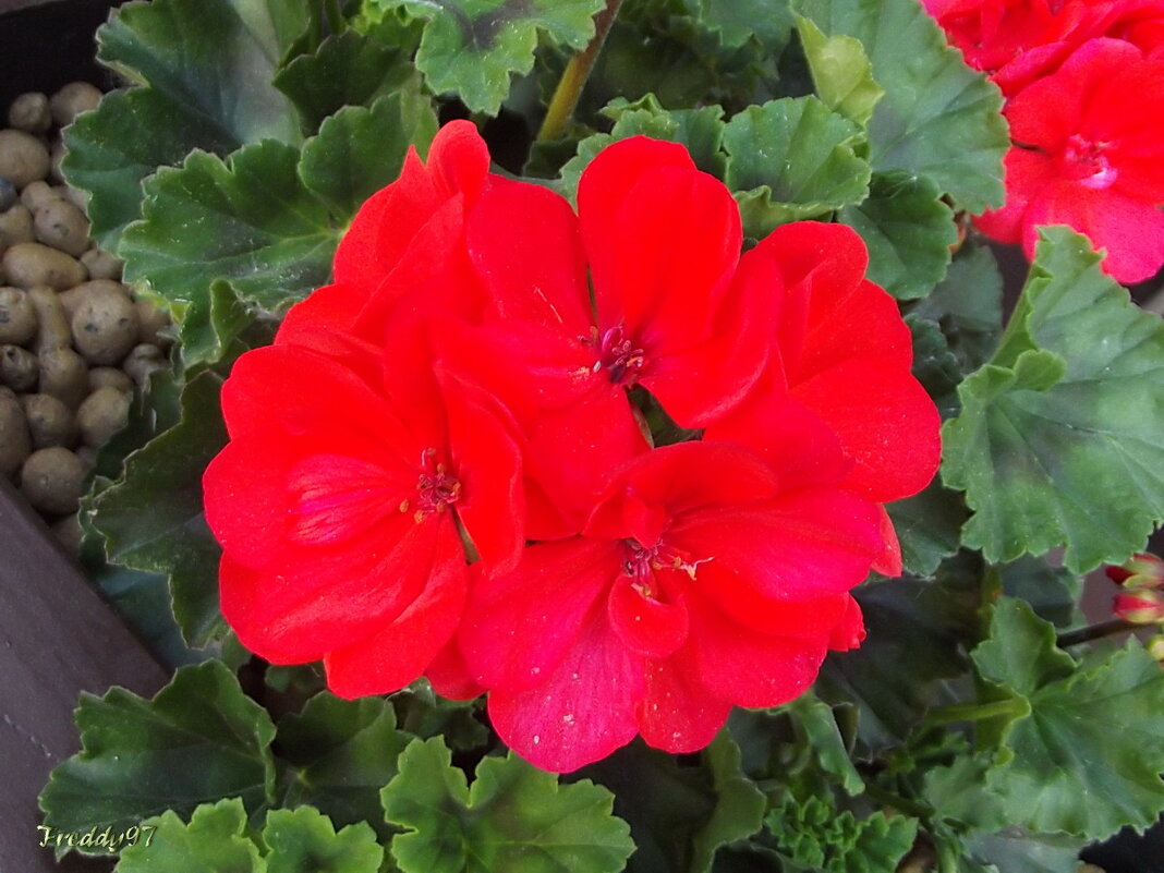 Герань - Freddy 97