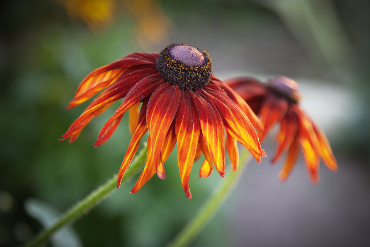 Красивая парочка рудбекий. - Лилия *