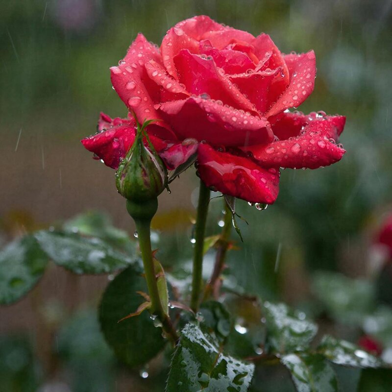 ЦВЕТЫ - МАРИЯ ПОПОВА