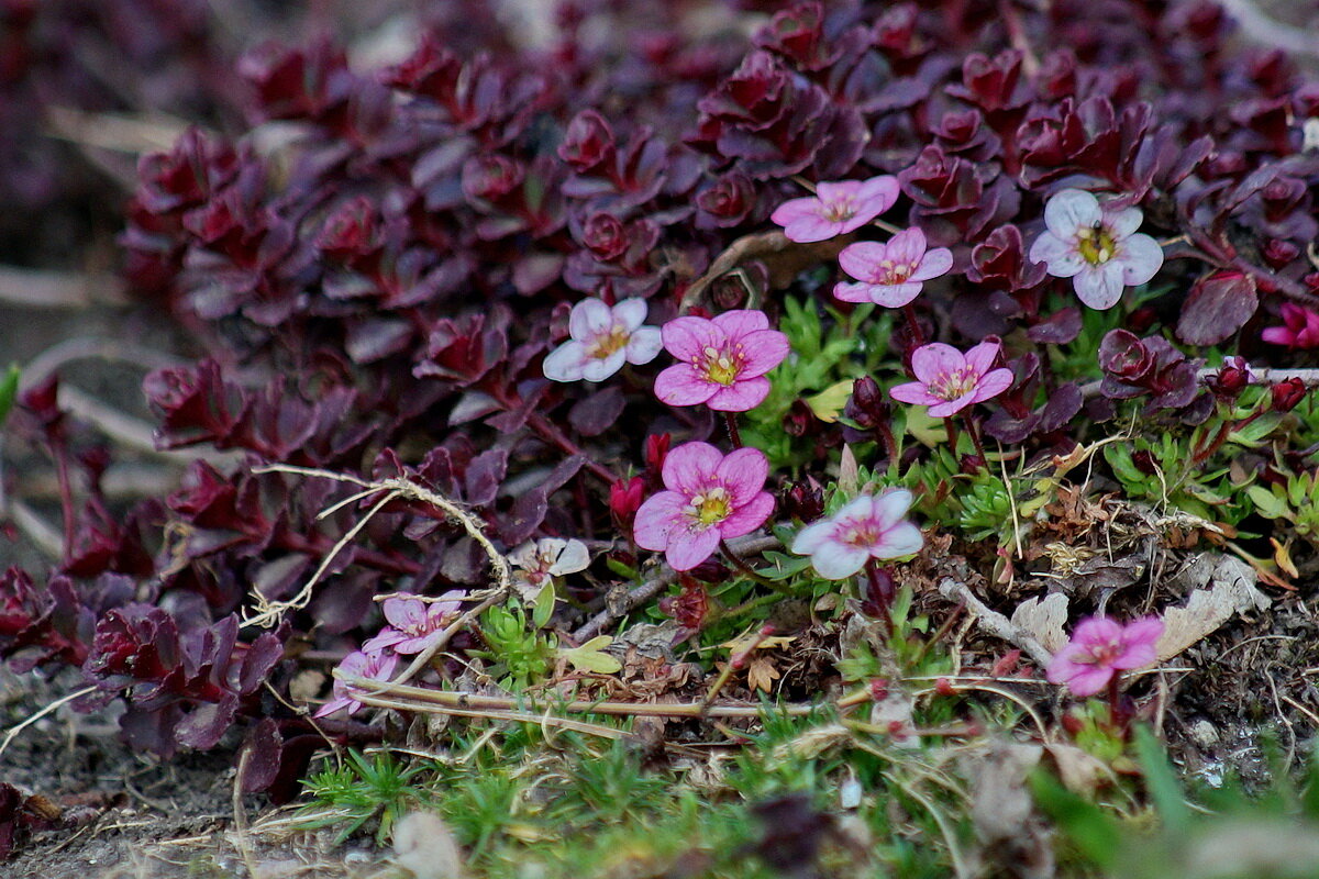 Весне дорогу... - Николай Саржанов