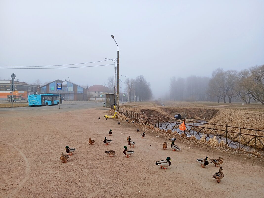 Утки ждут, когда им чего-нибудь дадут :-) - Лия ☼